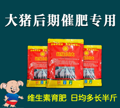 超級66大 大豬后期催肥
